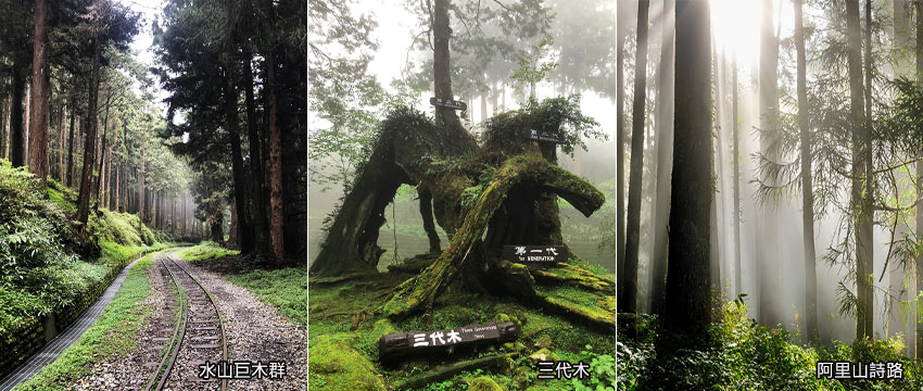 阿里山-水山巨木群、三代木、阿里山詩路